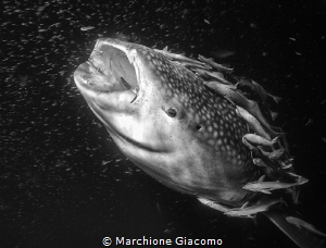 Whale shark and remores
Nikopn D800E, 17-35mm Nikon by Marchione Giacomo 